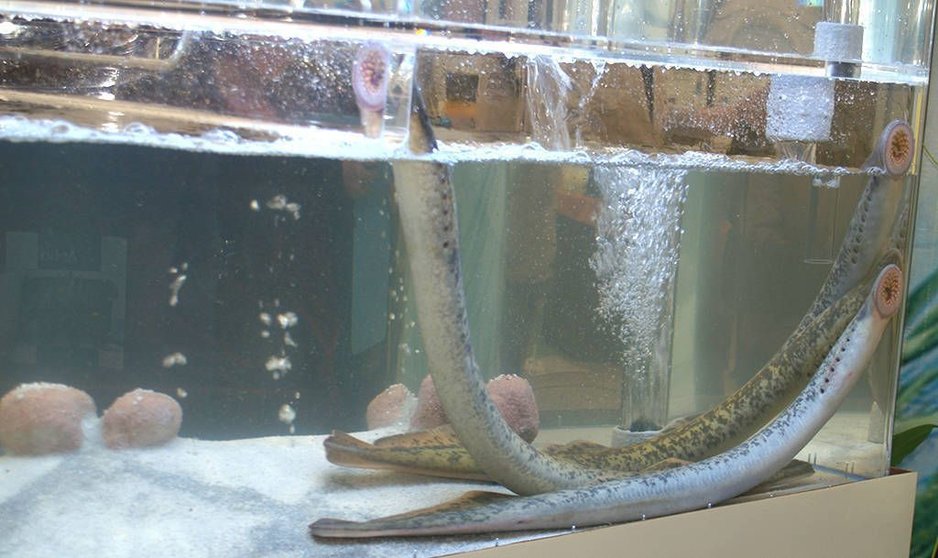 Lampreas en acuario durante unha edición da Festa da Lamprea en Arbo. 