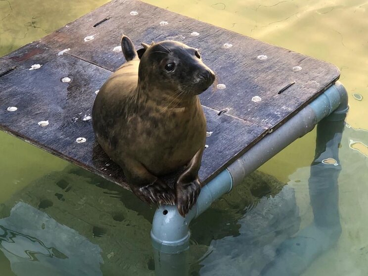 La rehabilitación de ‘Rube' en Nigrán se centró en que había recuperado las constantes vitales, estabilizando su estado y ofreciéndole el tratamiento clínico y la alimentación pautadas por el equipo veterinario de Cemma. ARCHIVO.