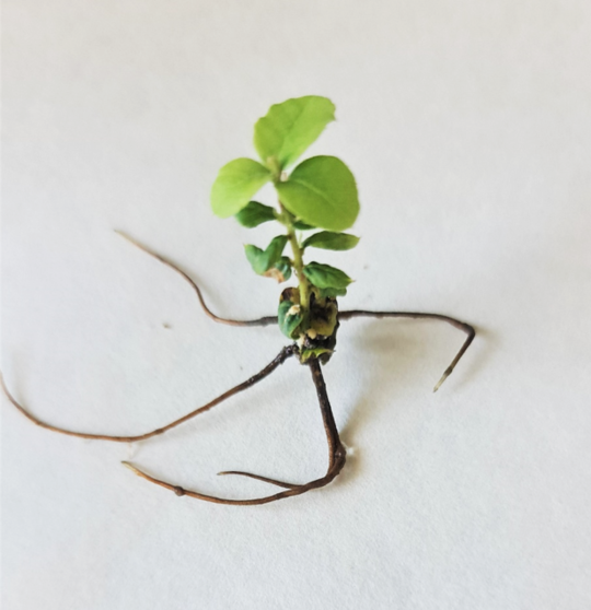 Planta de alcornoque transformada con un gen umplicado en enraizamiento adventicio.