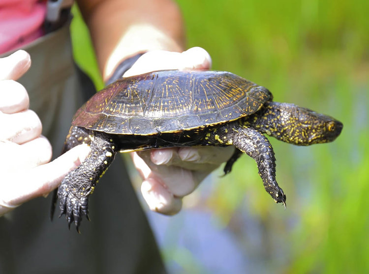 La tortuga europea fue reintroducida en la charca de Olveira hace casi 20 años por un equipo de la UVigo, el mismo que analiza ahora su supervivencia y genética.