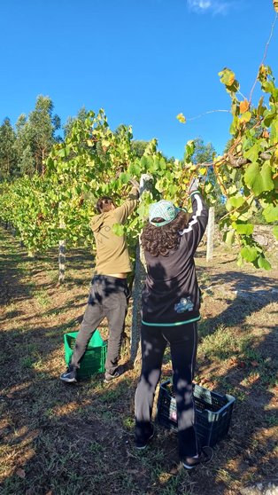 La vendimia en el Castillo de Soutomaior ha superado las expectativas, recolectándose más de 12.000 kilos de uva, principalmente albariño y godello.