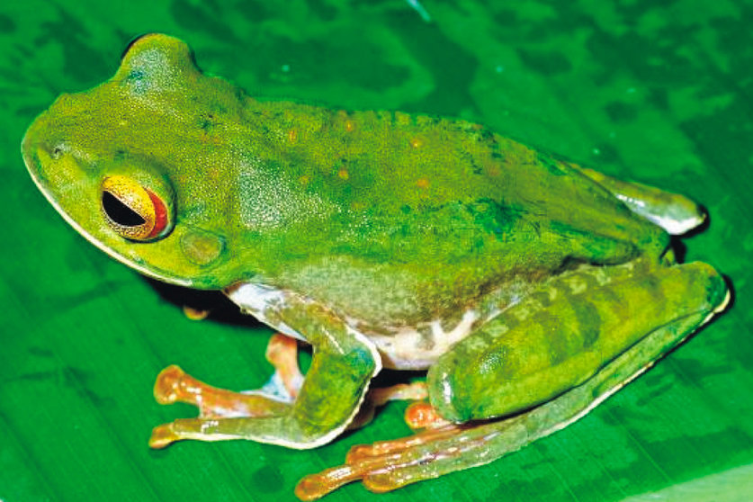 Boophis praedictus sp