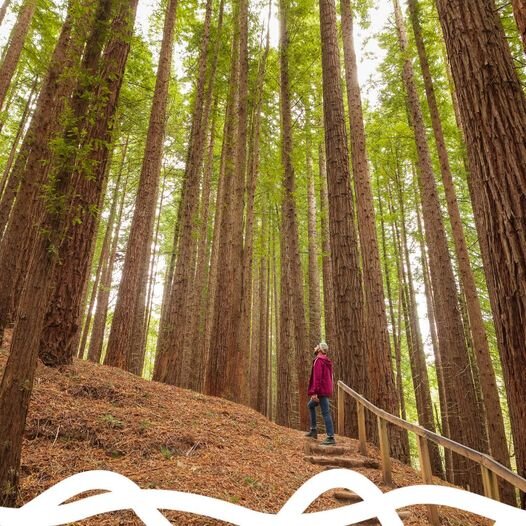 España Verde se consolida como un destino turístico líder, ofreciendo experiencias únicas en contacto con la naturaleza y la rica cultura del norte de España.