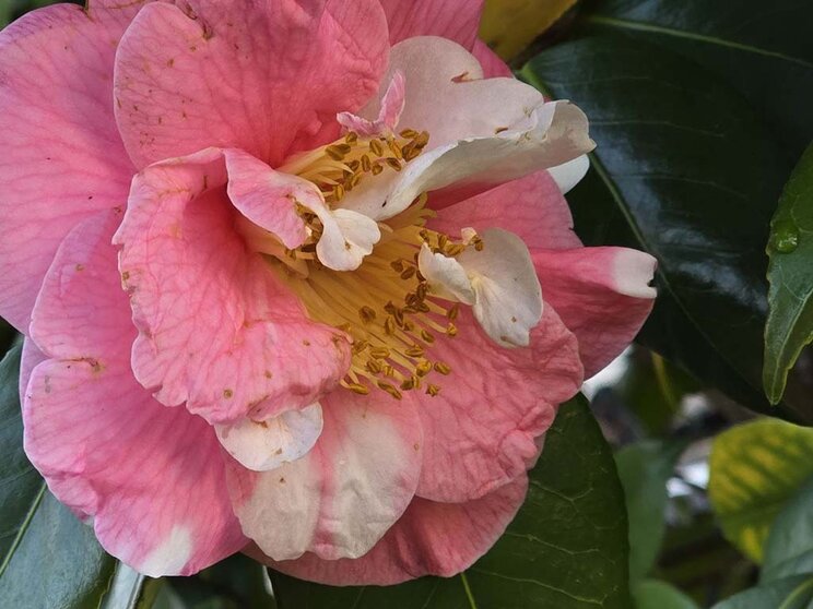 Camelia. Olbeira. Vilanova de Arousa.