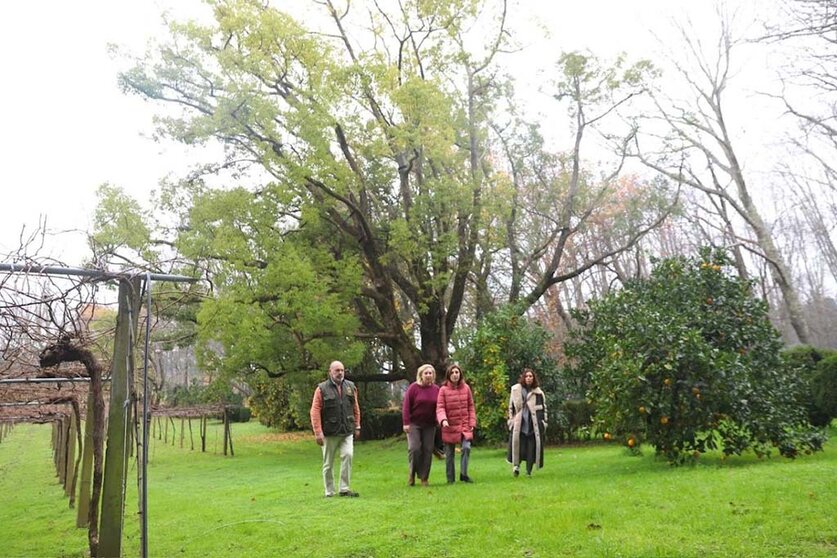 La conselleira de Medio Ambiente e Cambio Climático visitó hoy varios ejemplares en el Pazo de Lourizán, en Pontevedra, y en el de Rubiáns, en Vilagarcía de Arousa.