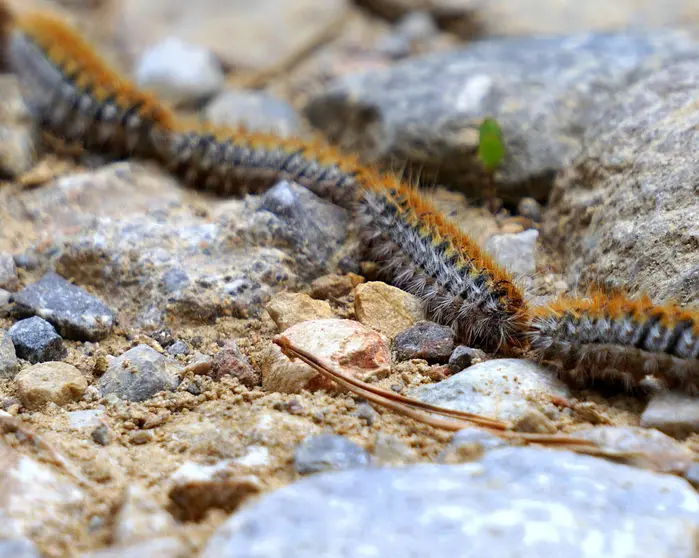 Oruga procesionaria.