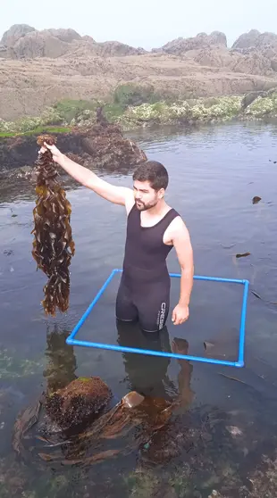 Alga wakame a crescer sobre mexilhões em estruturas artificiais, substituindo espécies nativas.